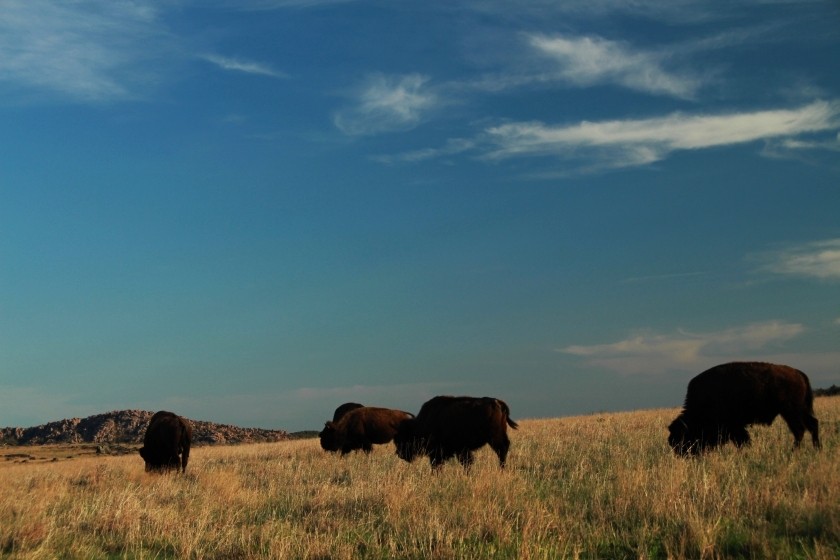 Plains Bison Grazing