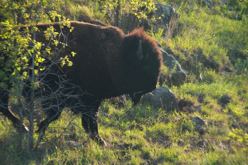 Plains Bison After River