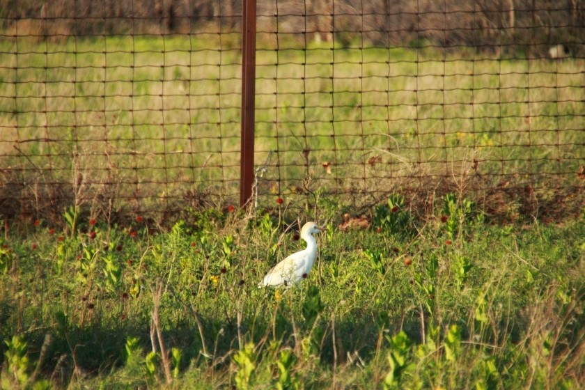 Cattle Egret Foraging