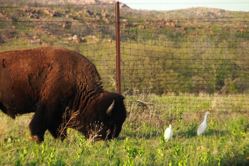 Plains Bison and Cattle Egrets