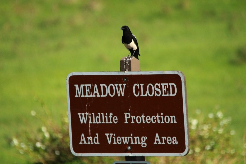 RMNP Magpie