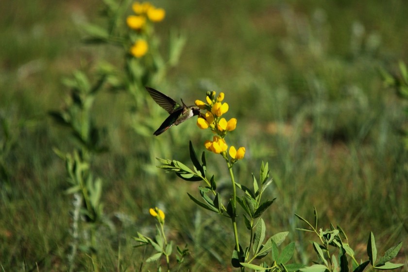 RMNP Broad-Tailed Hummingbird