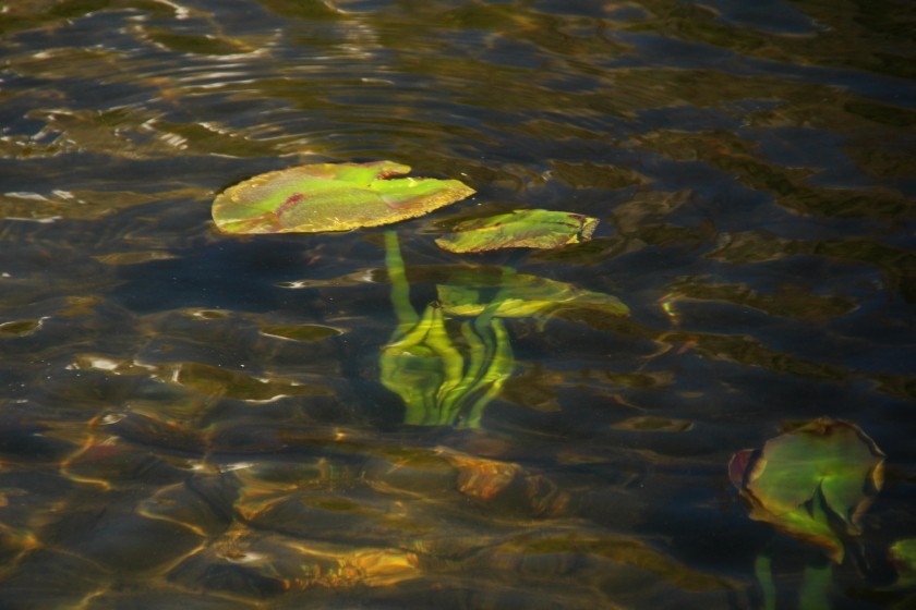 RMNP Nymph Lake Lily Pad