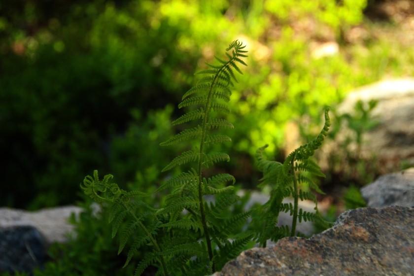 RMNP Fern