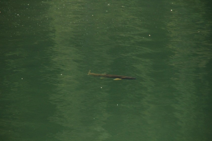 RMNP Dream Lake Trout