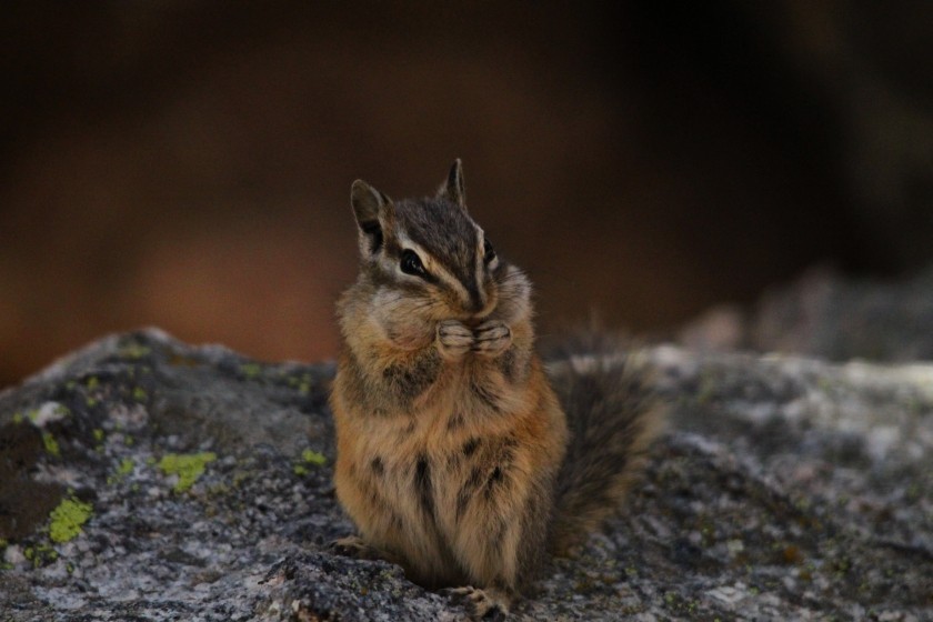 RMNP Chipmunk