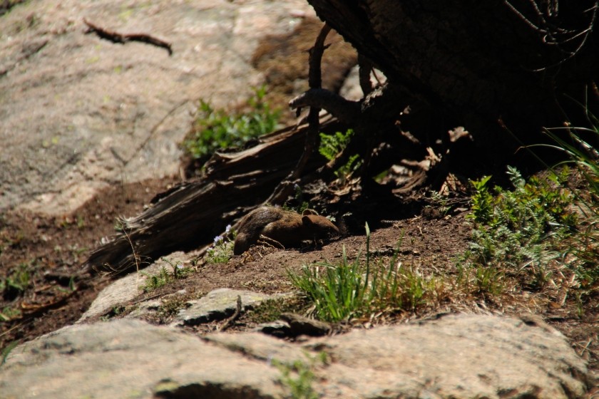 RMNP Golden Mantle Ground Squirrel