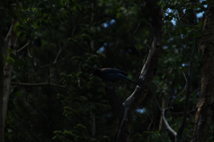 RMNP Stellers Jay