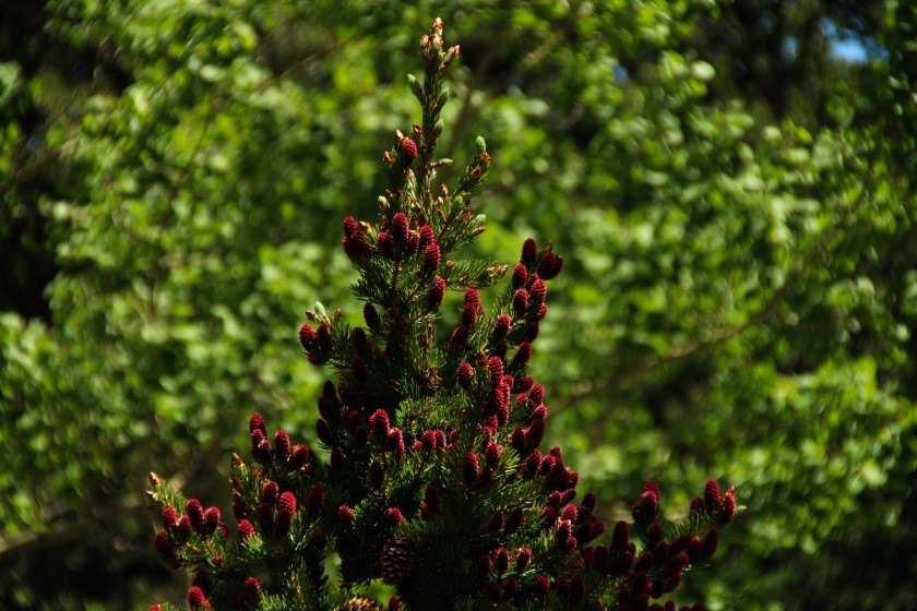 RMNP Engelmann Spruce Baby Pine Cones