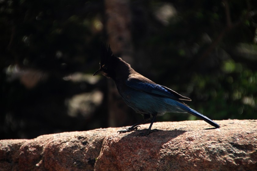 RMNP Stellers Jay