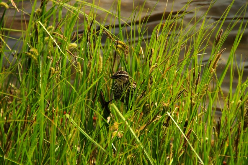 RMNP Female Red-Winged Blackbird