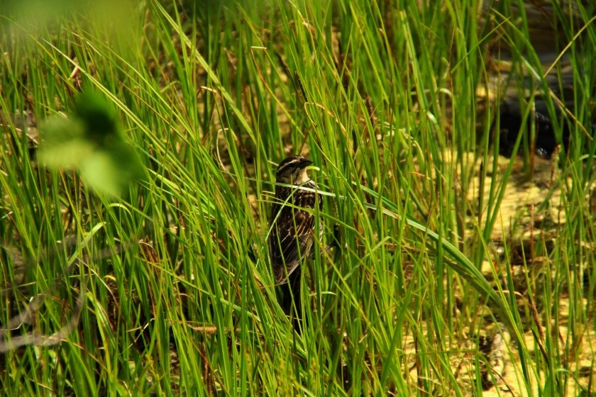 RMNP Female Red-Winged Blackbird