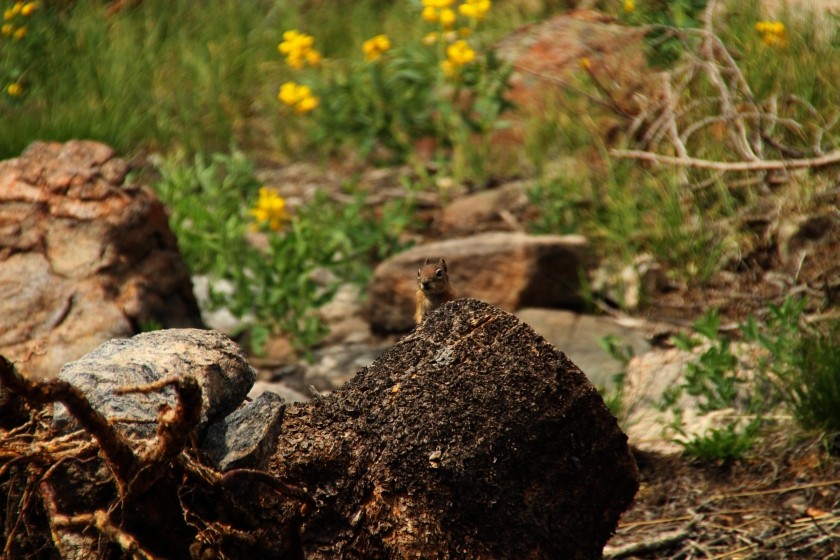 RMNP Golden Mantle Ground Squirrel