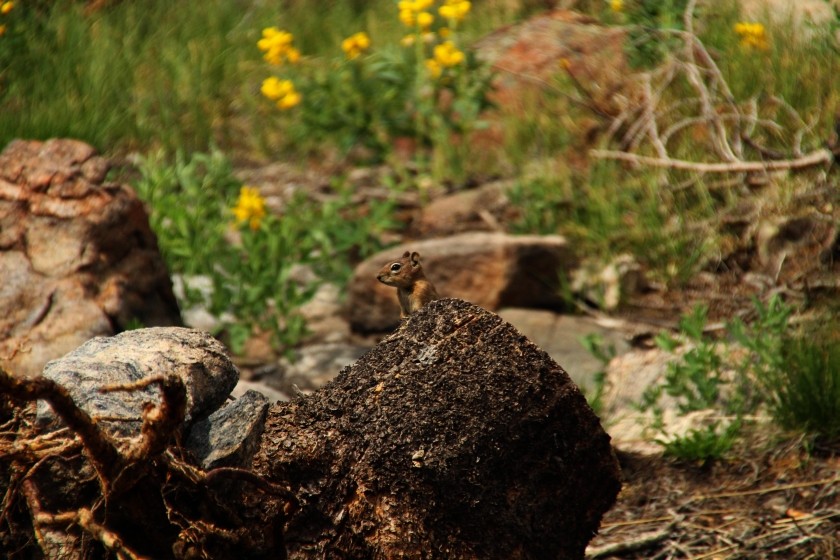 RMNP Golden Mantle Ground Squirrel