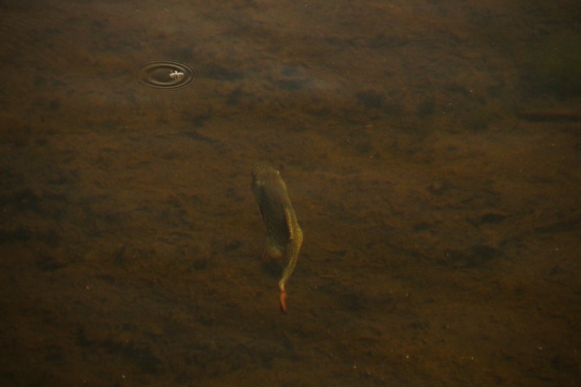 RMNP Sprague Lake Trout