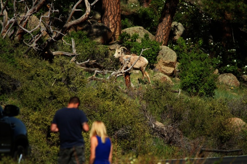 RMNP Big Horn Sheep