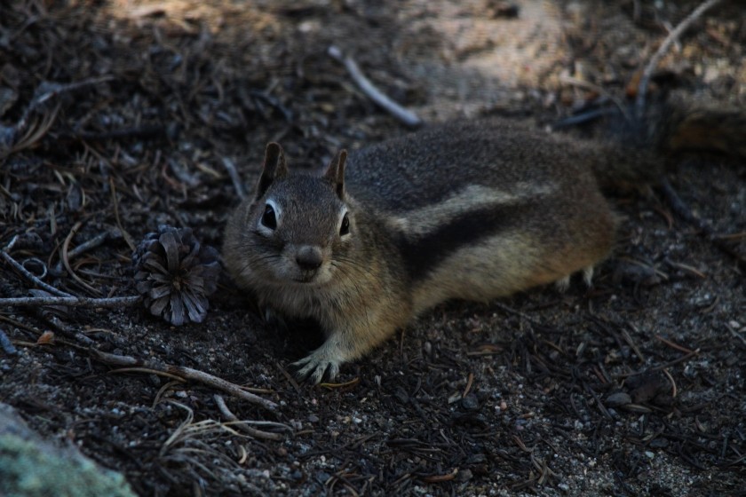 RMNP Golden Mantle Ground Squirrel