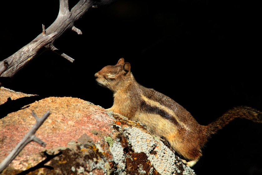 RMNP Golden Mantle Ground Squirrel