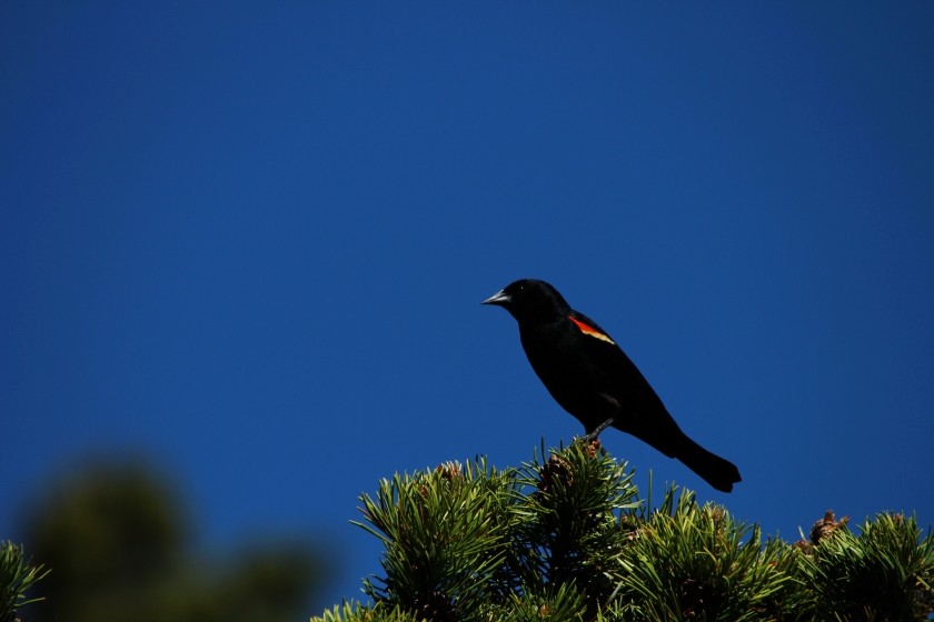 RMNP Red-Winged Blackbird