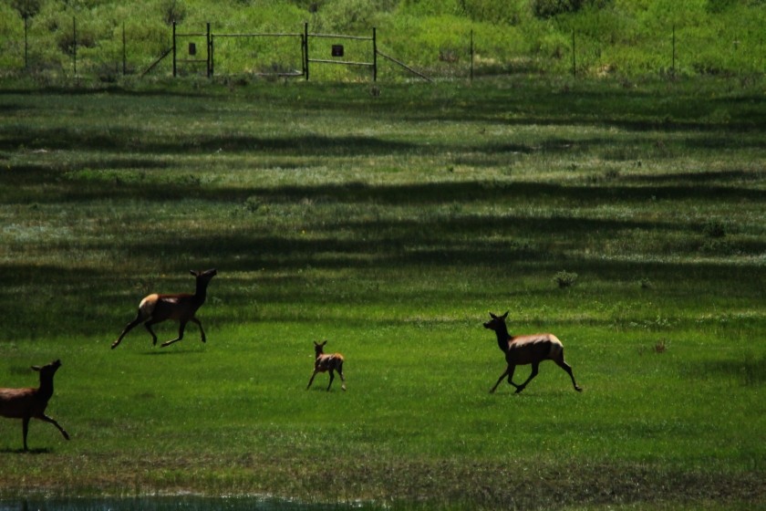 RMNP Elk Prancing