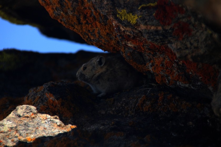 RMNP Pika