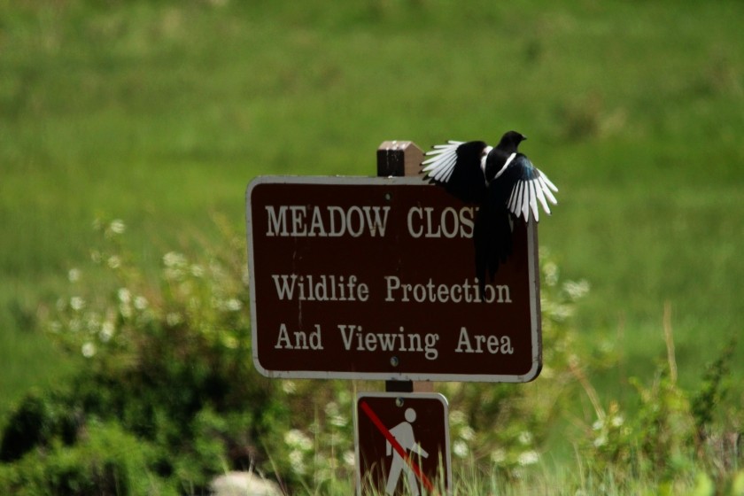 RMNP Magpie