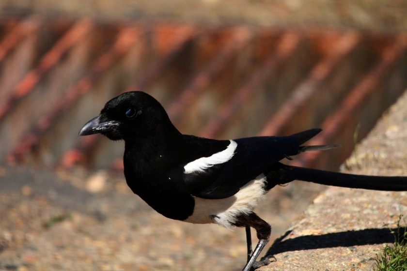 RMNP Magpie