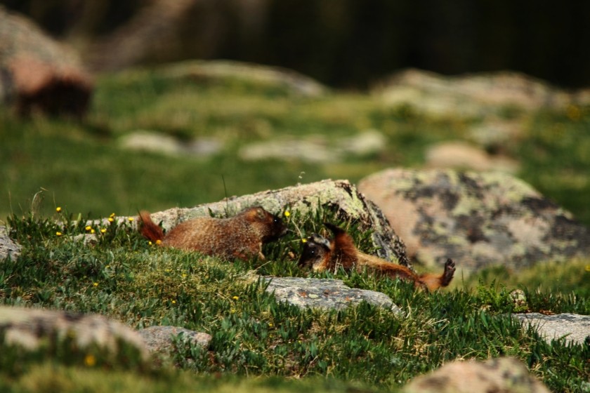 RMNP Yellow Bellied Marmots Wrestling