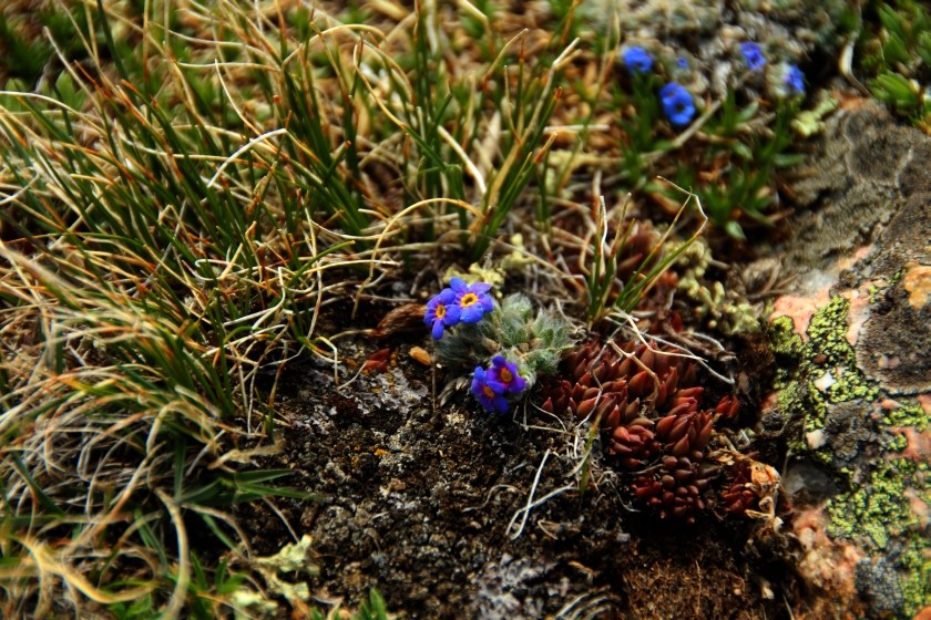 RMNP Alpine Forget Me Not