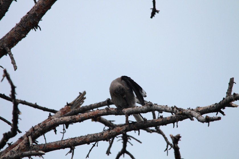 RMNP Clarks Nutcracker