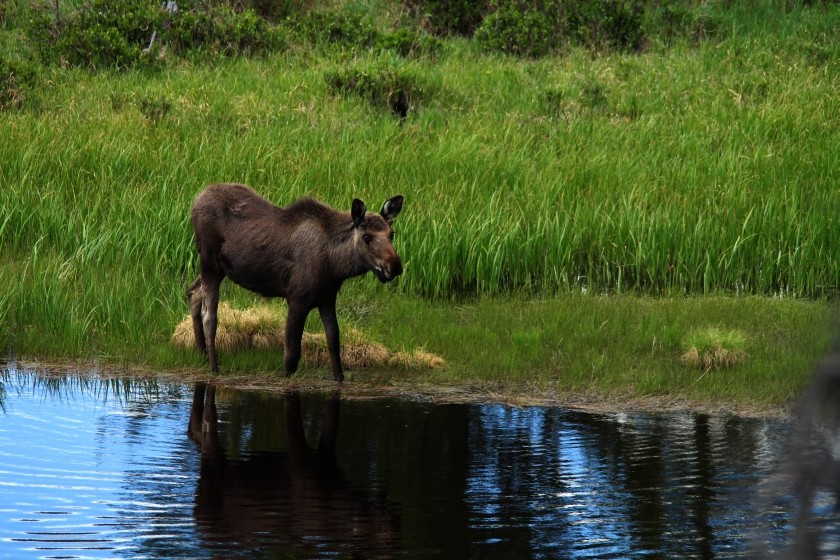 RMNP Goofy Moose