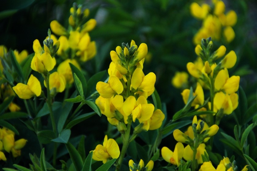 RMNP Mountain Golden Pea