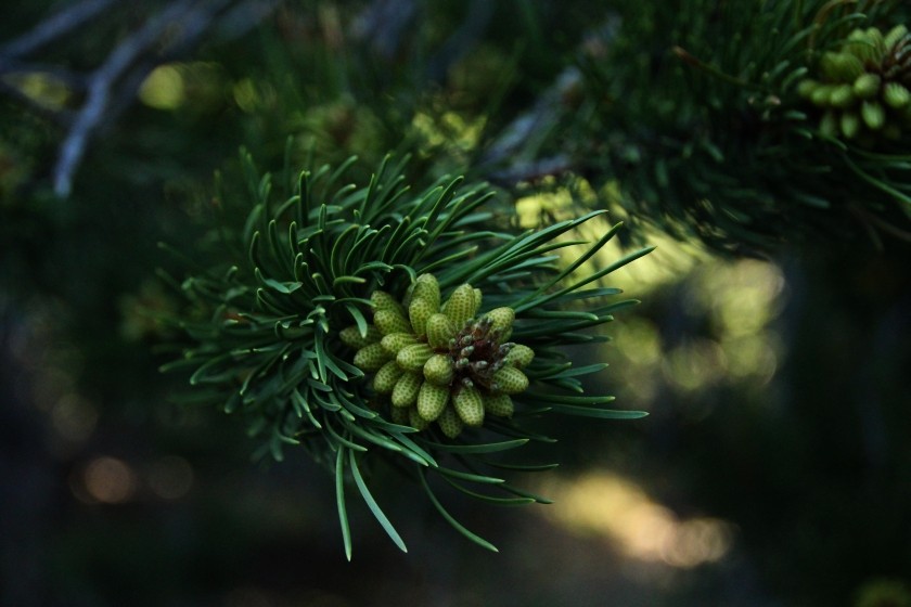 RMNP Budding Pine Cones