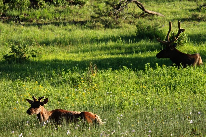 RMNP Resting Elk