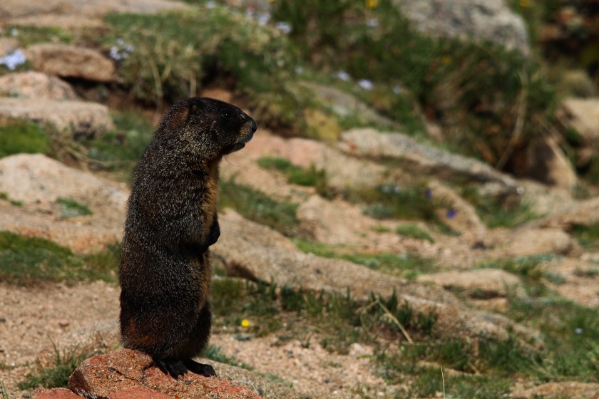 RMNP Yellow Bellied Marmot