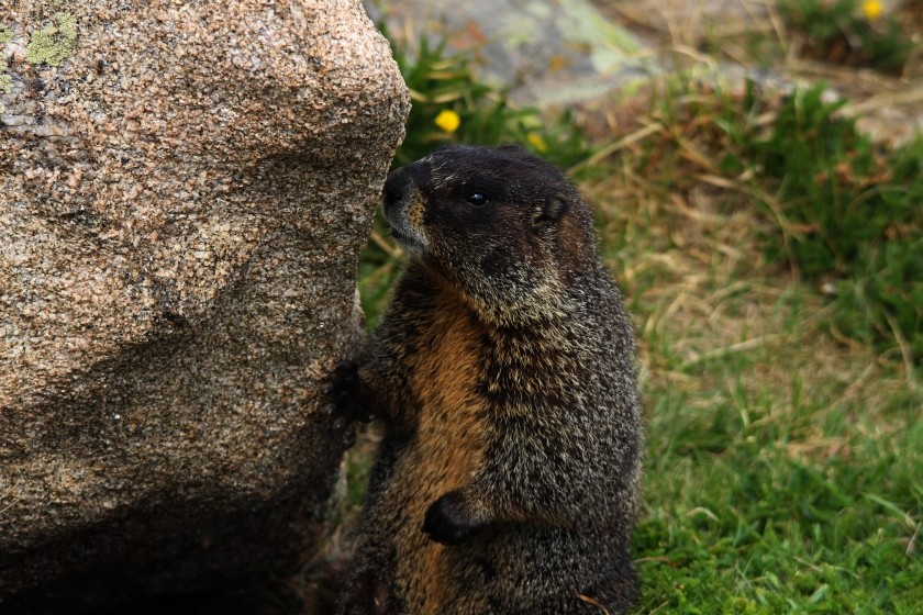 RMNP Yellow Bellied Marmot