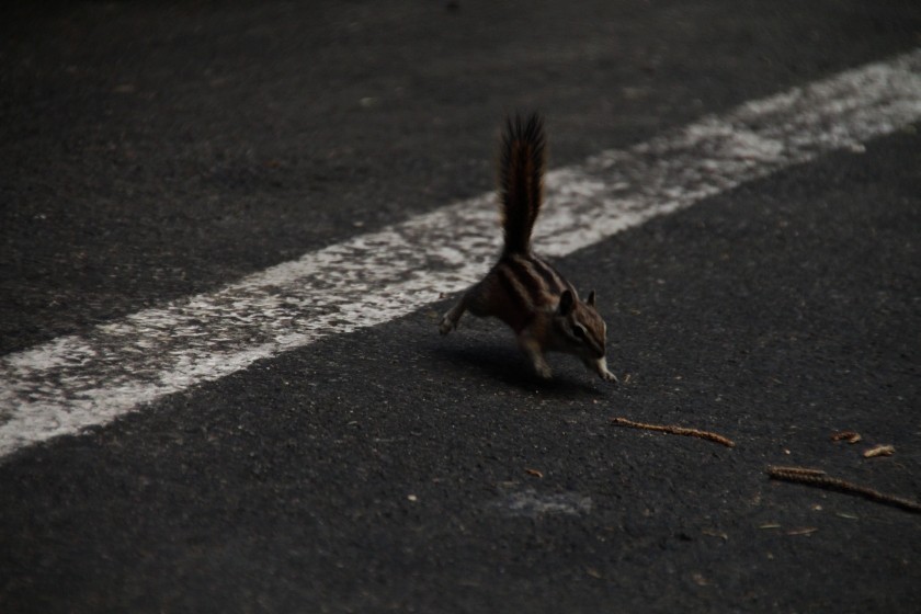 RMNP Chipmunk