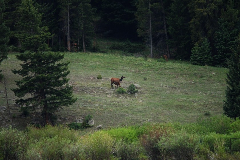 RMNP Elk Cow and Calf