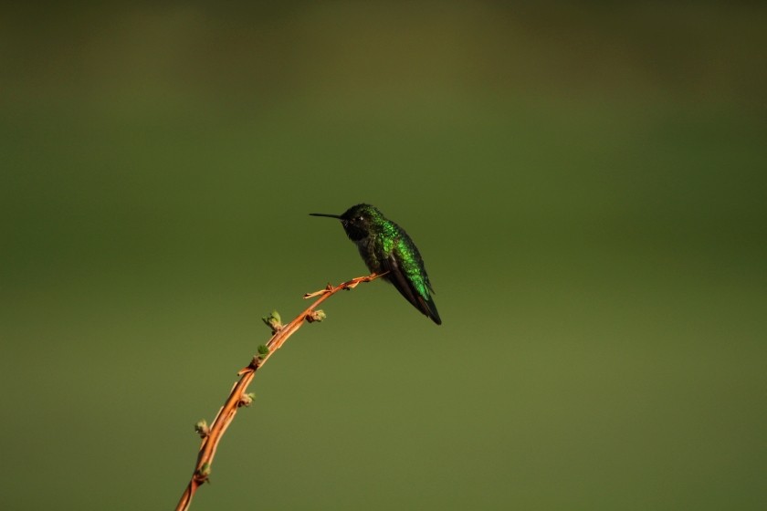 RMNP Broad-Tailed Hummingbird