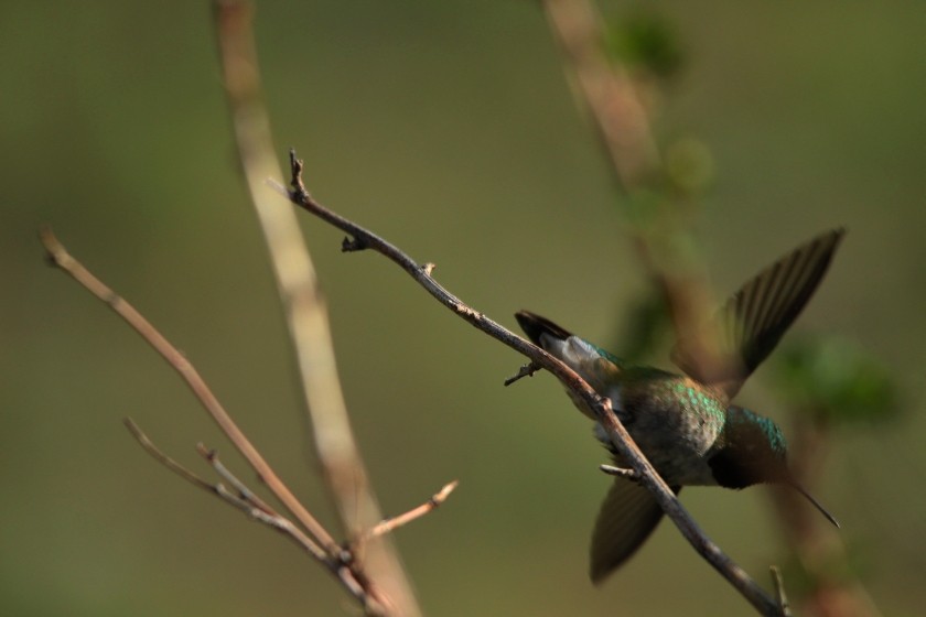 RMNP Broad-Tailed Hummingbird