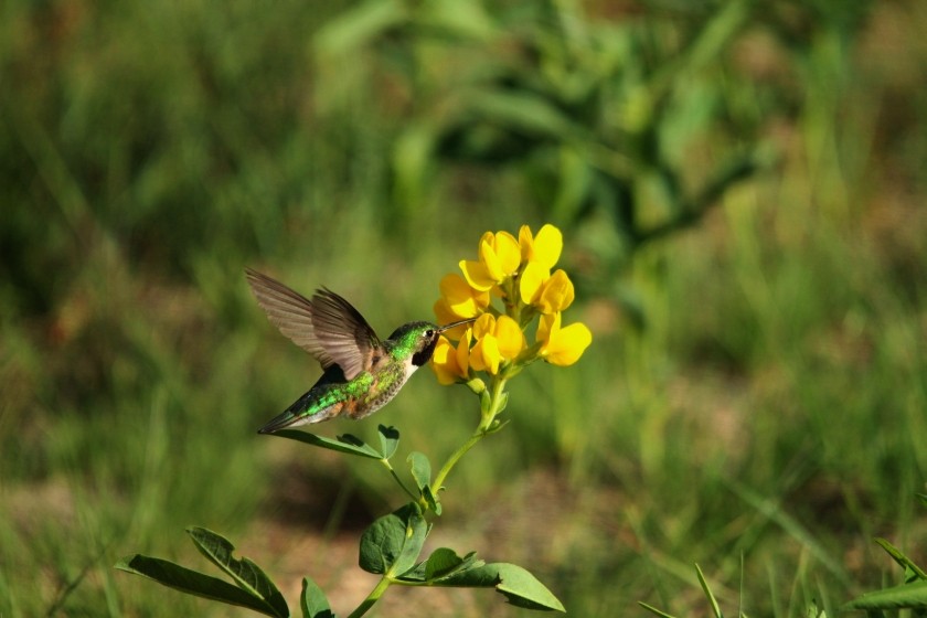 RMNP Broad-Tailed Hummingbird