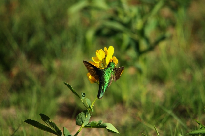 RMNP Broad-Tailed Hummingbird