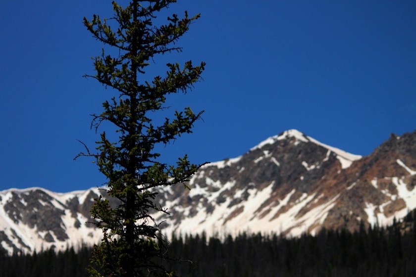 RMNP Engelmann Spruce