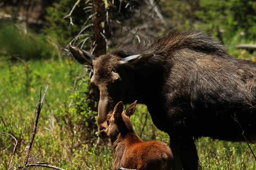 RMNP Cow And Calf Moose