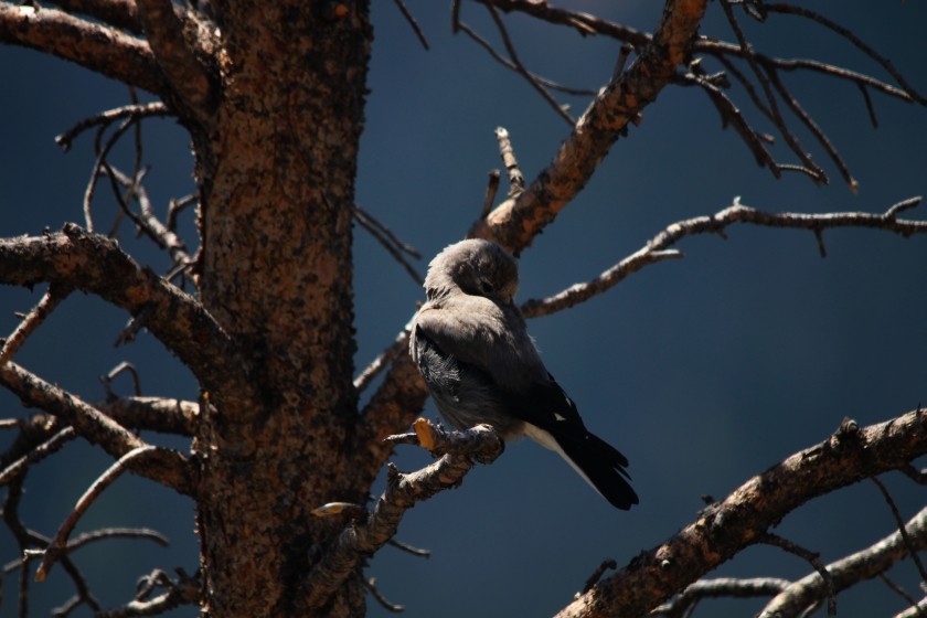 RMNP Clarks Nutcracker