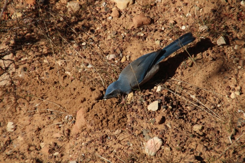 Zion NP Western Scrub-Jay