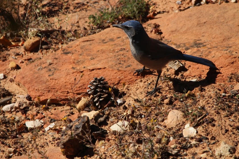 Zion NP Western Scrub-Jay