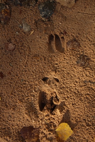 Zion NP Deer Tracks