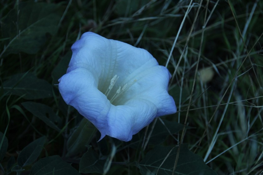 Zion NP Sacred Datura