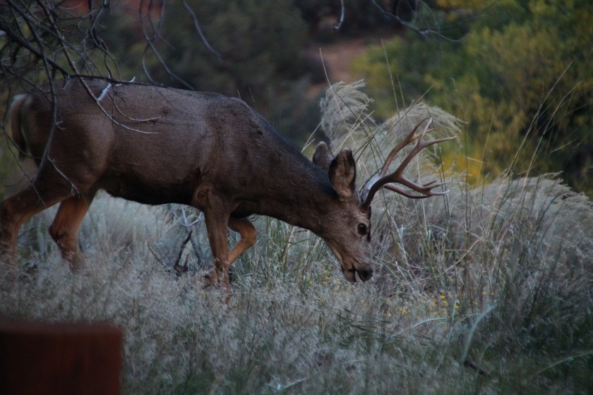 Zion NP Mule Deer